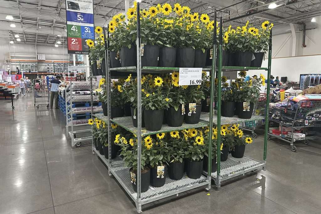 Pallet Rack in Costco